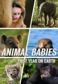 Những Sinh Linh Non Nớt: Năm Đầu Tiên Trên Trái Đất (Animal Babies: First Year On Earth)
