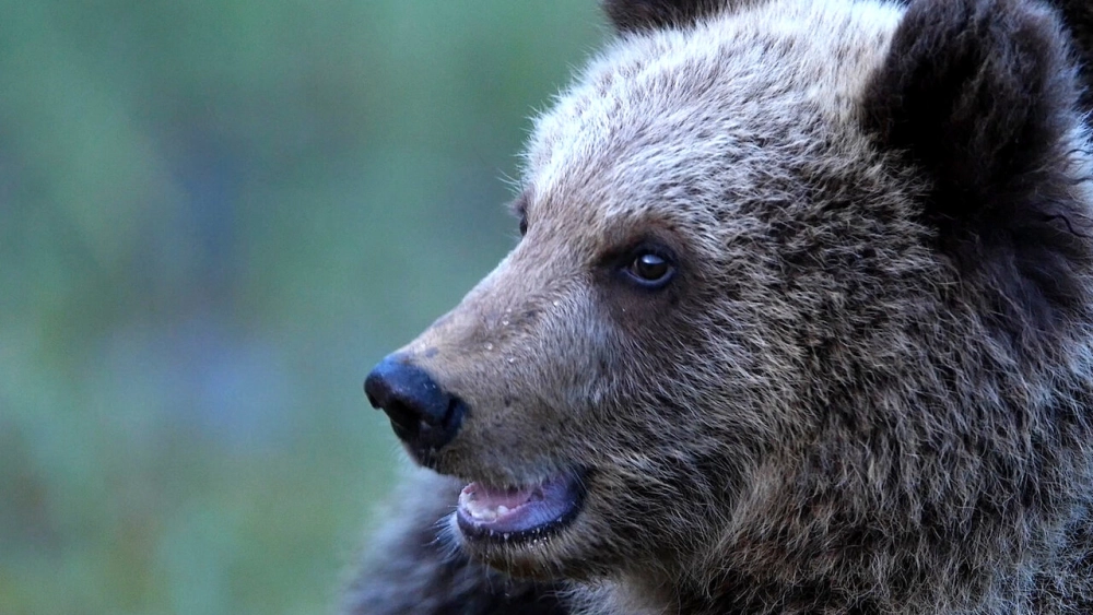 ảnh poster phim 72 loài động vật dễ thương nhất (72 Cutest Animals)