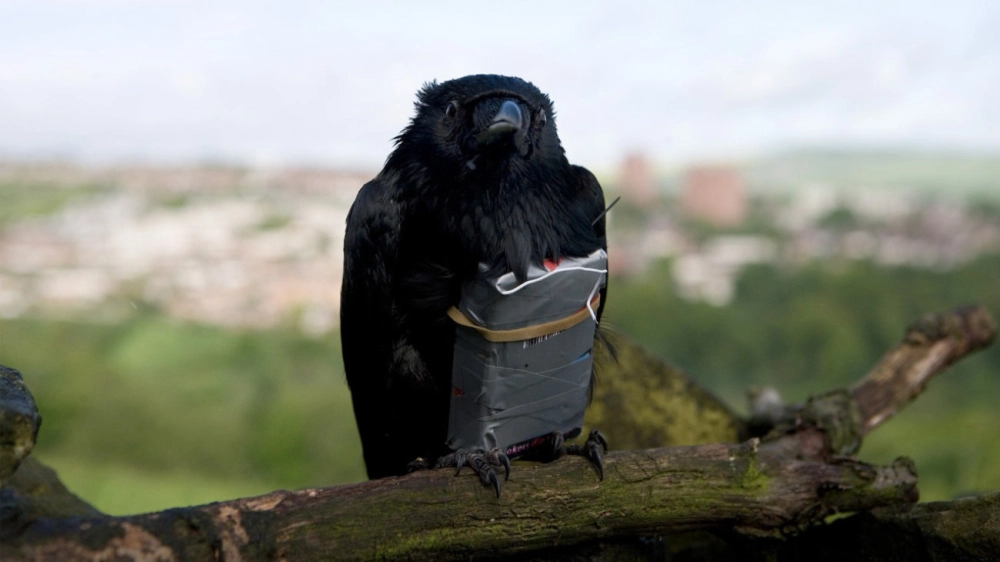 ảnh poster phim Bốn Kẻ Dũng Mãnh (Four Lions)