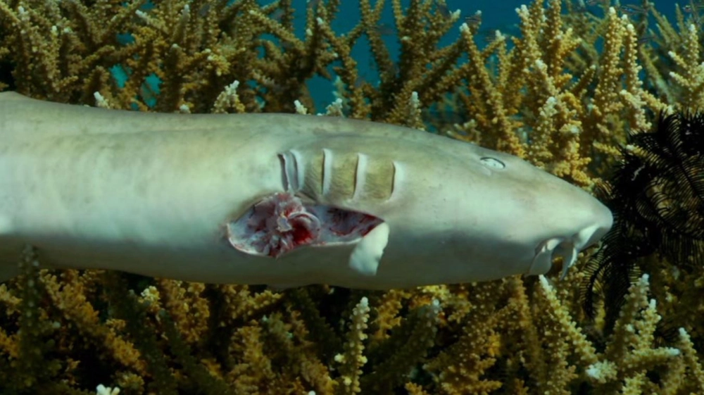 ảnh poster phim Cuộc Đua Tuyệt Chủng (Racing Extinction)