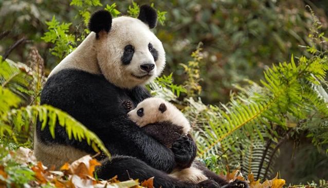 ảnh poster phim Cuộc Sống Hoang Dã Ở Trung Quốc (Born in China)