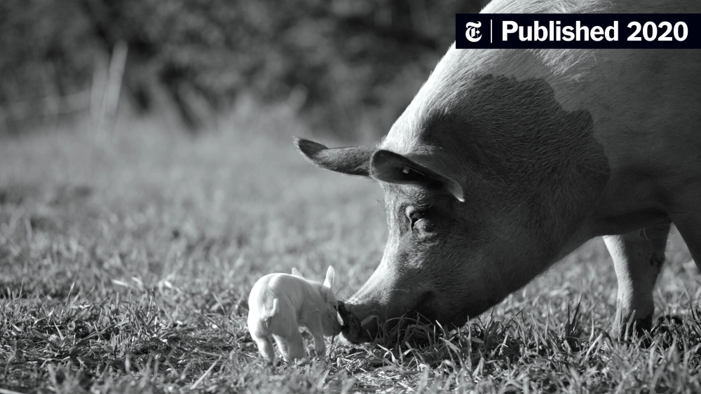 ảnh poster phim Gunda