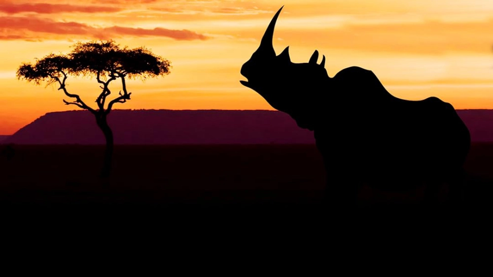 ảnh poster phim Khu Bảo Tồn Ol Pejeta Châu Phi (Phần 2) (Ol Pejeta Diaries)