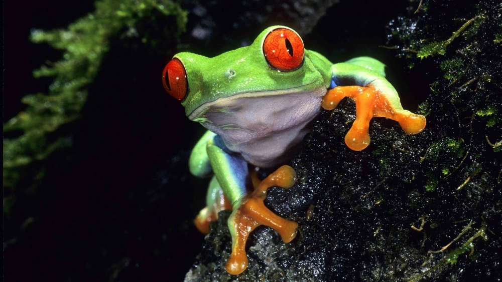 ảnh poster phim Life on Earth