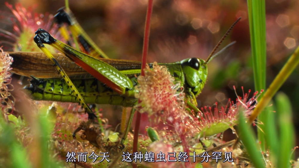 ảnh poster phim Magie der Moore