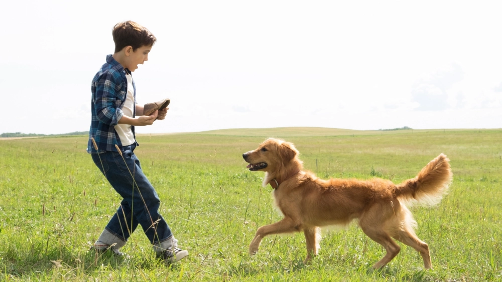 ảnh poster phim Mục Đích Sống Của Một Chú Chó (A Dog's Purpose)