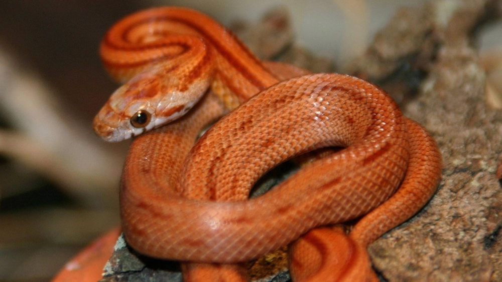 ảnh poster phim Nét đẹp của loài rắn (The Beauty of Snakes)