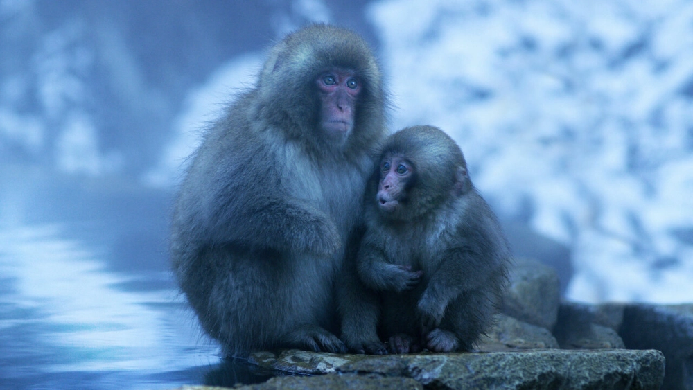 ảnh poster phim Nghệ thuật của tự nhiên (Phần 1) (Moving Art (Season 1))