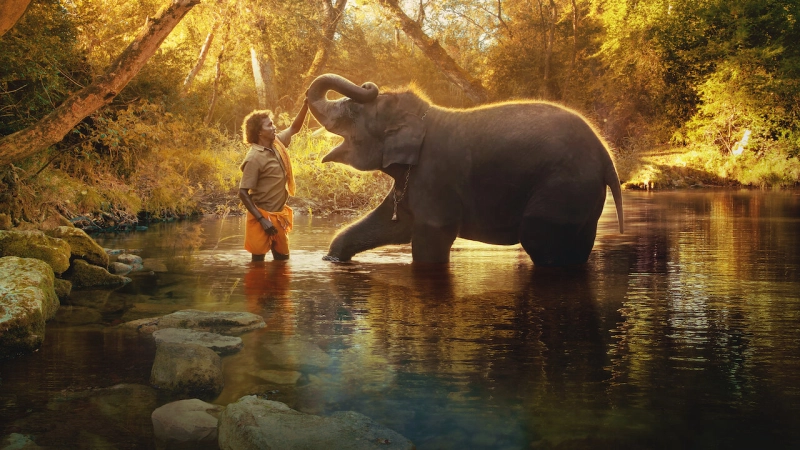 ảnh poster phim Người chăm voi (The Elephant Whisperers)