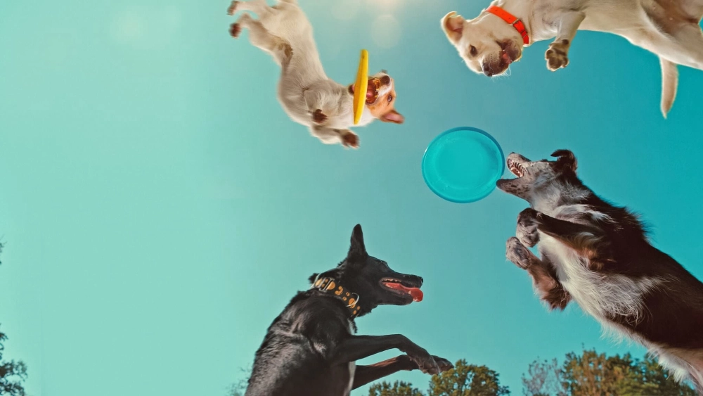 ảnh poster phim Những chú chó nghĩ gì (Inside the Mind of a Dog)