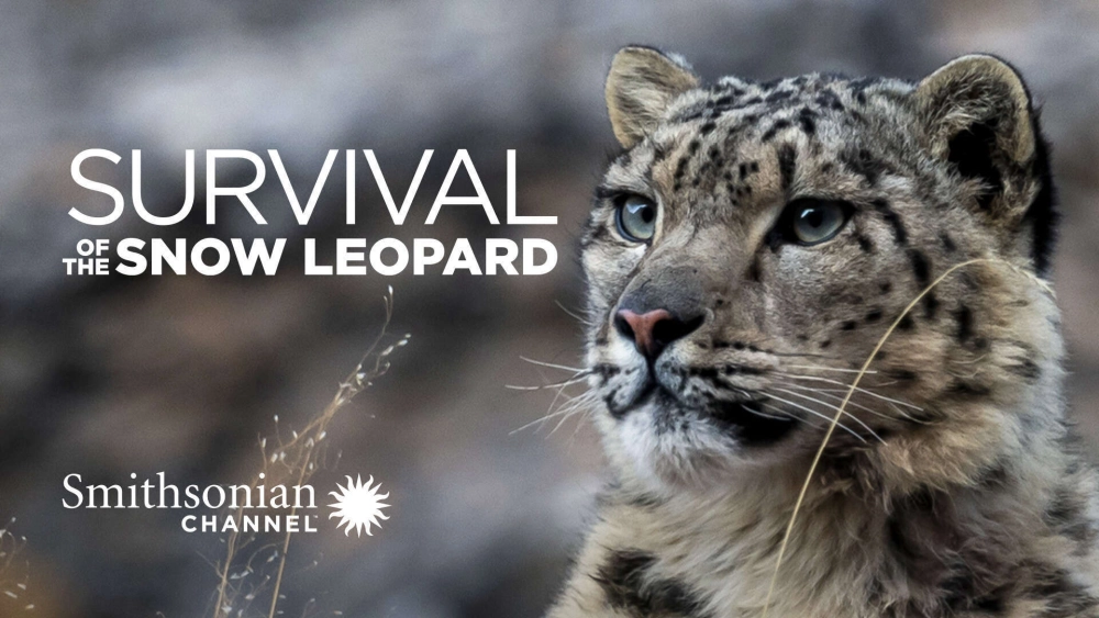 ảnh poster phim Survival Of The Snow Leopard