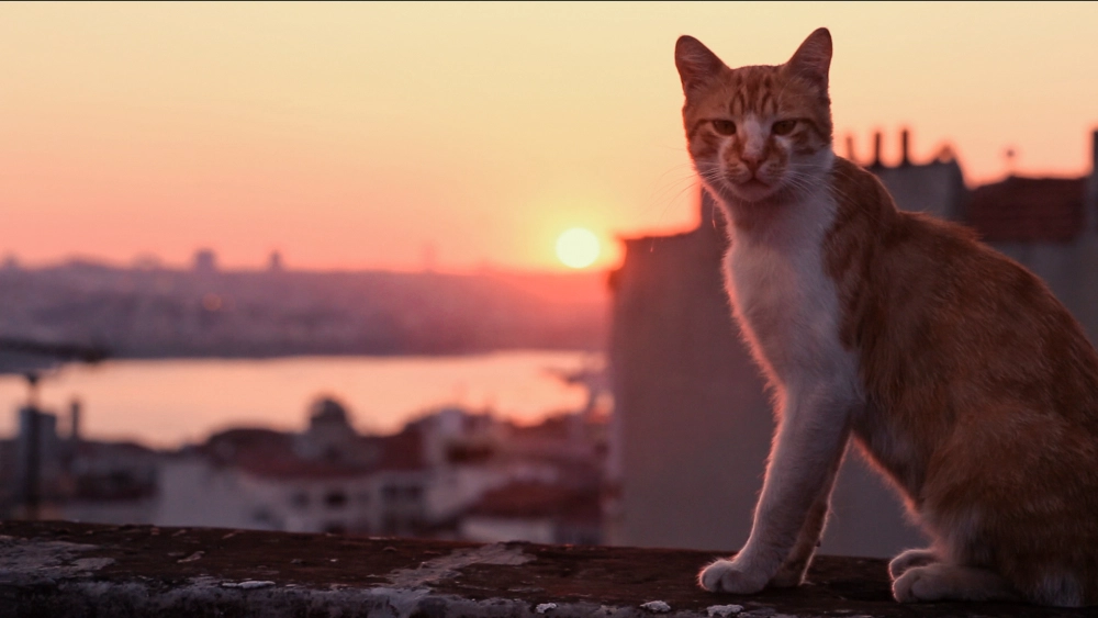 ảnh poster phim Thế Giới Loài Mèo (Kedi)