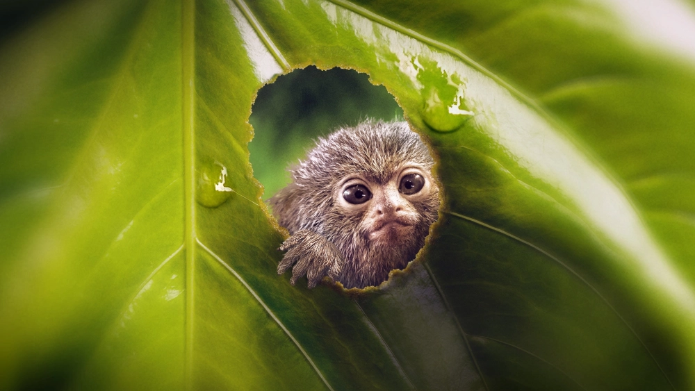 ảnh poster phim Thế Giới Siêu Nhỏ (Phần 2) (Tiny World (Season 2))