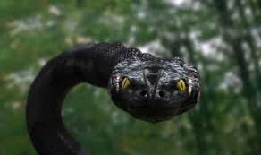 ảnh poster phim Trăn Khổng Lồ 3 (Anaconda 3: Offspring)