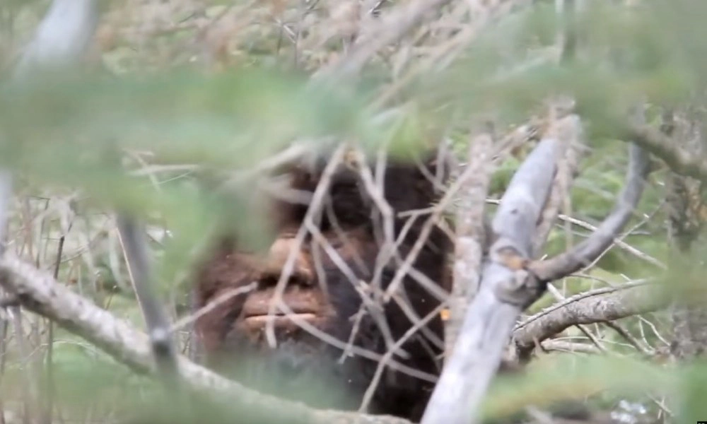 ảnh poster phim Truy Tìm Bigfoot (Discovering Bigfoot)