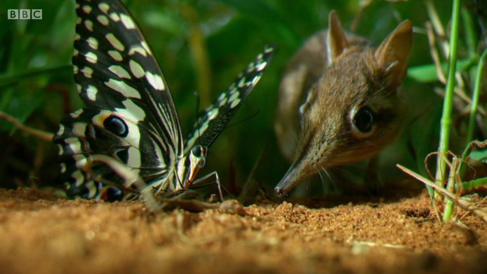 ảnh poster phim Vương Quốc Ẩn Giấu (Hidden Kingdoms)