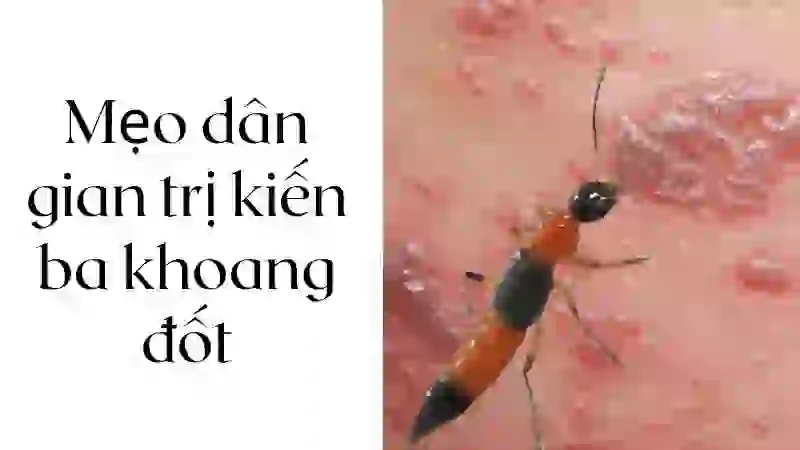 Mẹo dân gian từ lá cây quen thuộc xung quanh nhà
