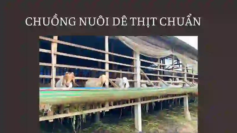 Xây dựng chuồng trại nuôi dê lấy thịt chuẩn
