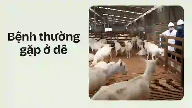 Phòng bệnh thường gặp khi nuôi dê lấy thịt
