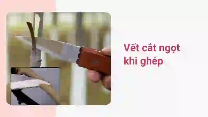 Dao ghép cành tạo vết cắt ngọt nhất