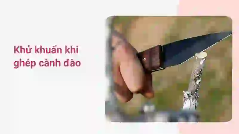Dao ghép cành tránh nhiễm khuẩn cho cây