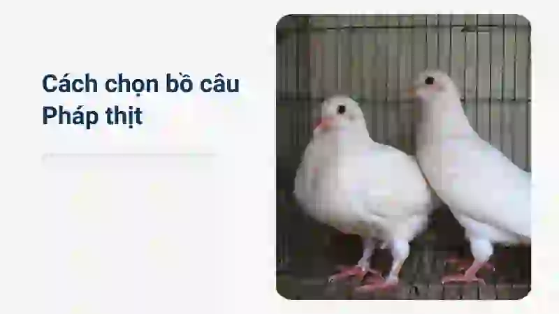 Cách chọn giống bồ câu Pháp siêu thịt