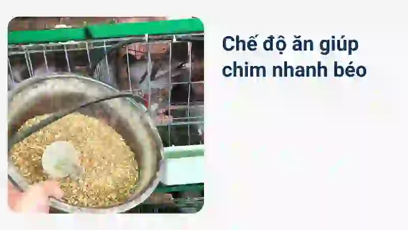 Chế độ ăn giúp chim béo mầm nhanh bán