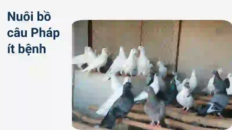 Nuôi chim bồ câu Pháp quy mô lớn ít bệnh
