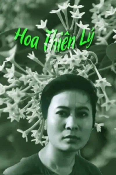 Hoa Thiên Lý (Tonkin Jasmine Flower)