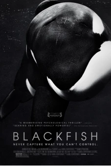 Cá đen (Blackfish)