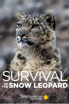Survival Of The Snow Leopard