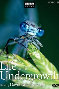 Thế Giới Côn Trùng (Life in The Undergrowth)