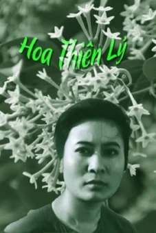 Hoa Thiên Lý (Tonkin Jasmine Flower)