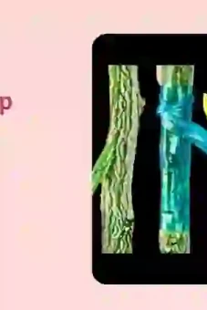 Học kỹ thuật ghép cây ăn quả chuẩn xác giúp cây nhanh ra quả