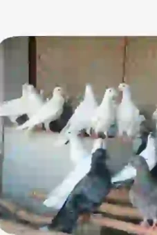 Kỹ thuật nuôi bồ câu Pháp nhanh lớn thu lời hàng trăm triệu
