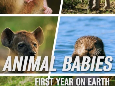 Những Sinh Linh Non Nớt: Năm Đầu Tiên Trên Trái Đất (Animal Babies: First Year On Earth)