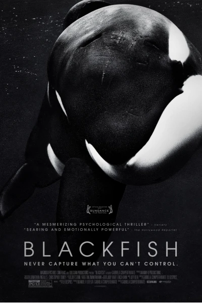 Cá đen (Blackfish)