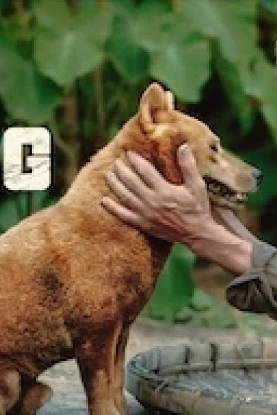 Cậu Vàng (The Old Man's Dog)