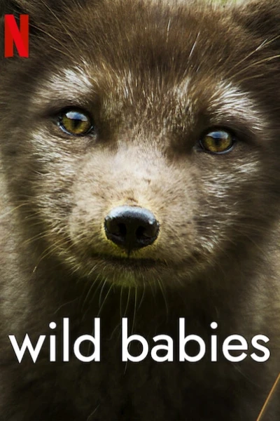 Động vật chào đời (Wild Babies)