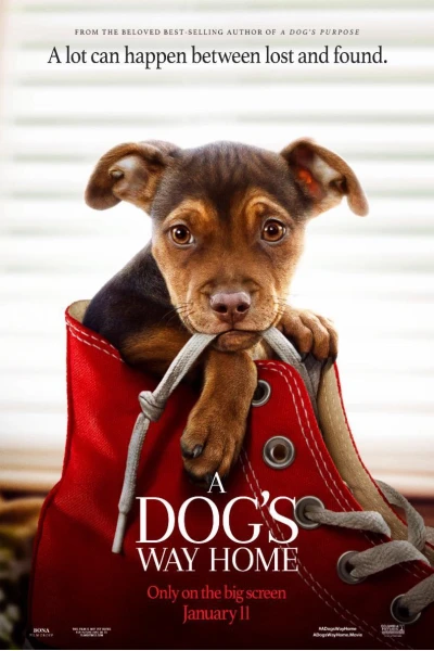Đường Về Nhà Của Cún Con (A Dog's Way Home)
