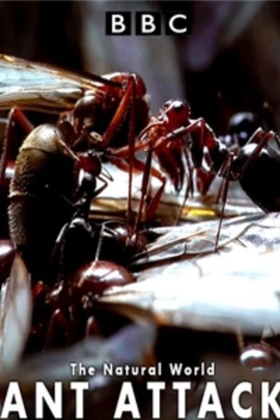 Kiến ăn thịt (The Natural World - Ant Attack)
