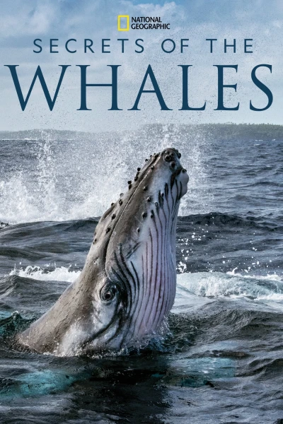 Bí Ẩn Của Loài Cá Voi (Secrets of the Whales)
